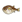 Animal Blowfish