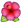 Flowers Hibiscus