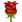 Flowers Rose
